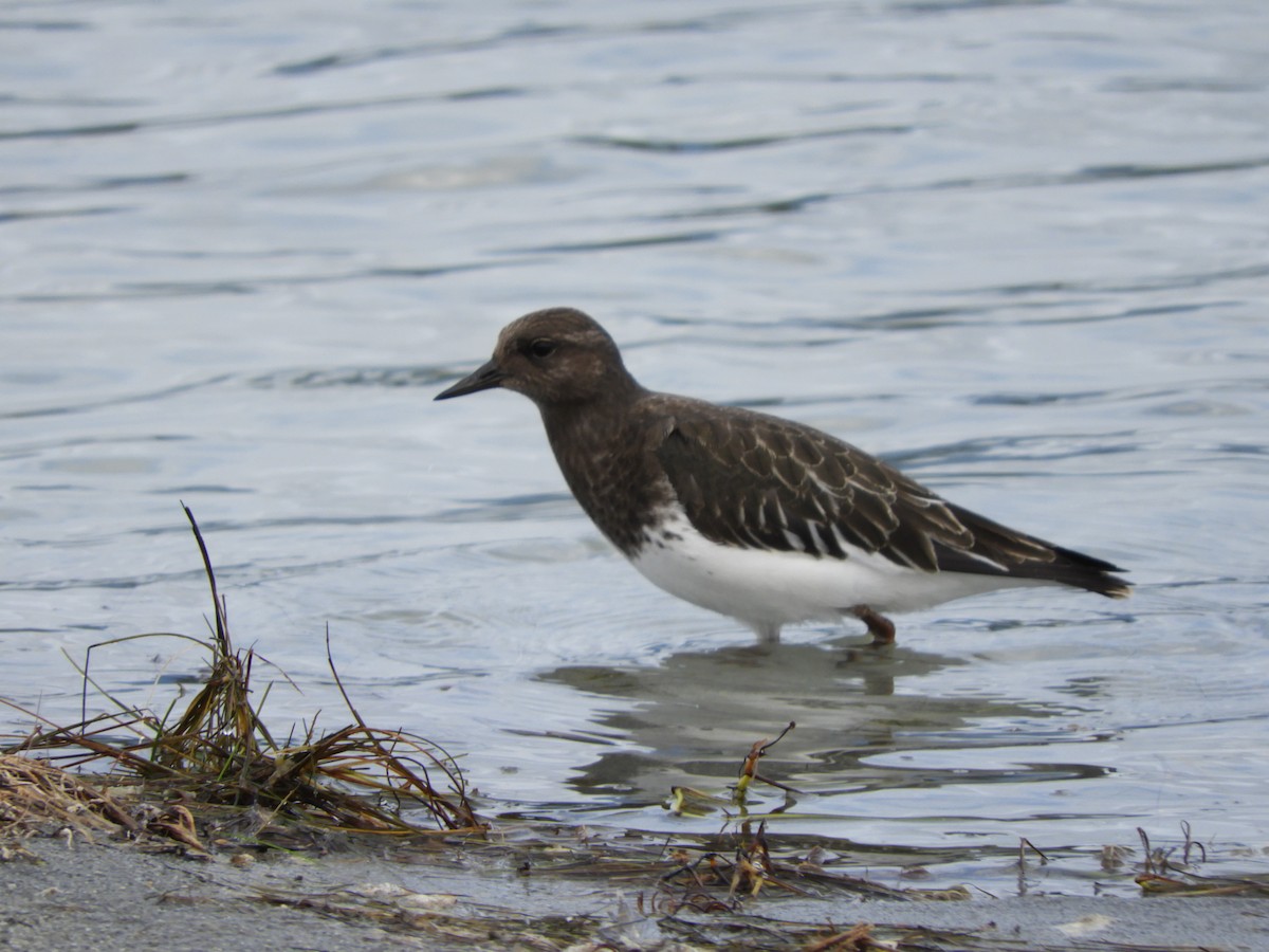 Black Turnstone - ML475328391