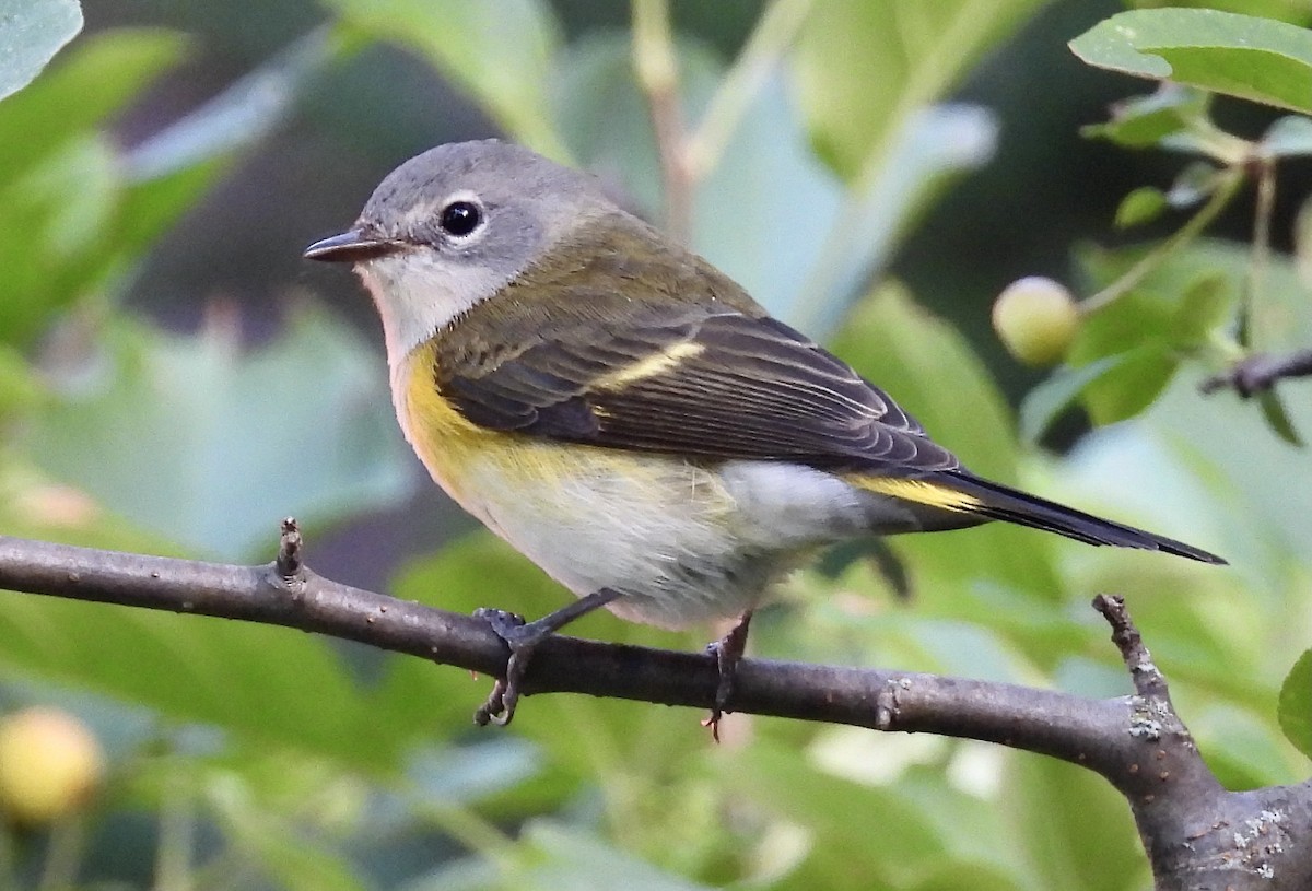 American Redstart - ML475328501