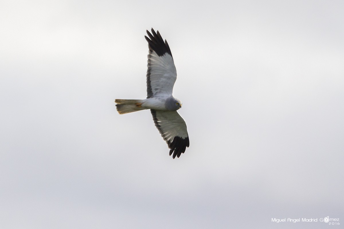 Aguilucho Pálido - ML47532921