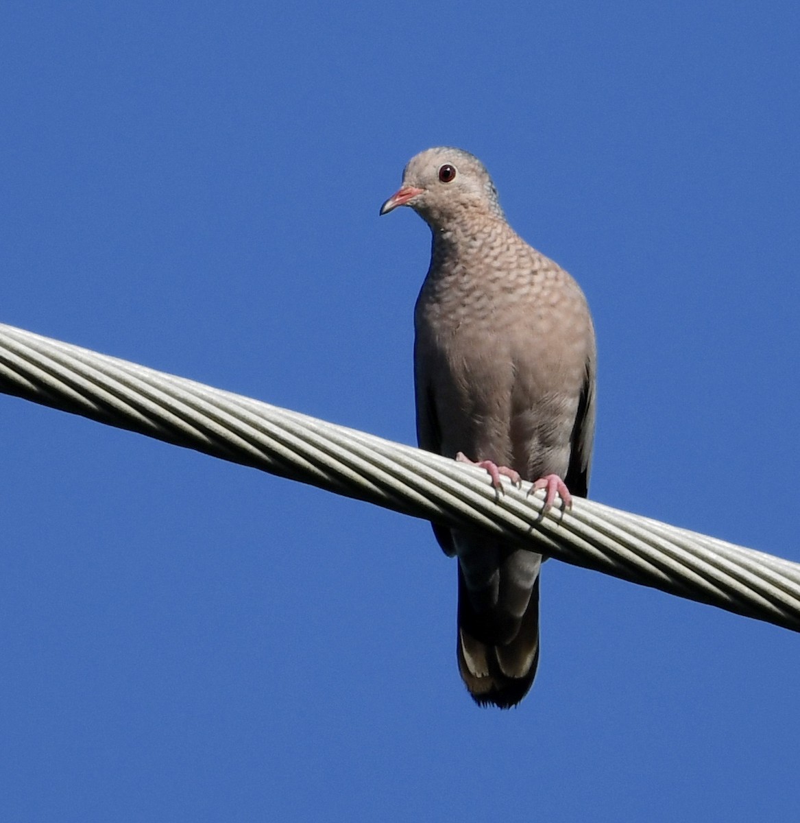 Common Ground Dove - ML475329931