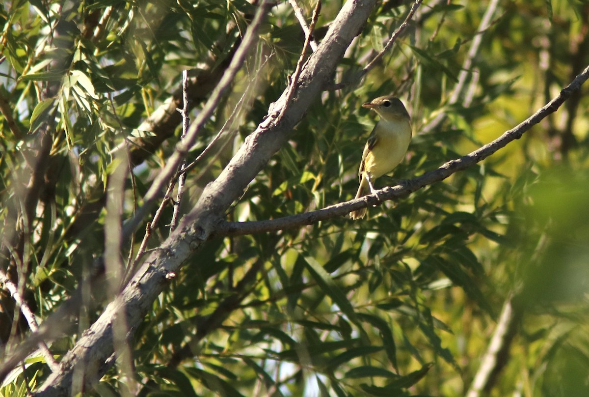 Bell's Vireo - ML475330601