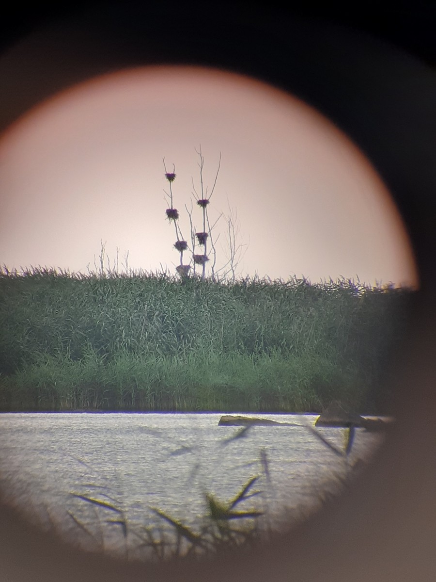 Double-crested Cormorant - ML475331471