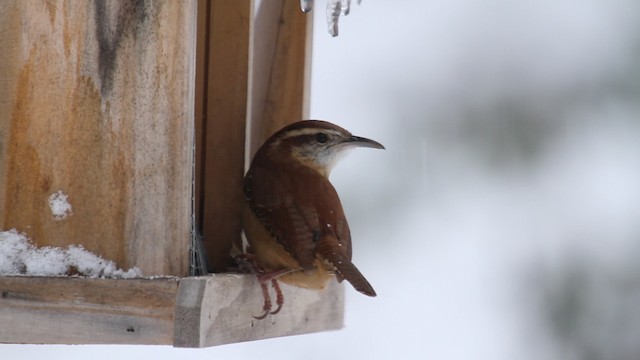 Carolina Wren - ML475332