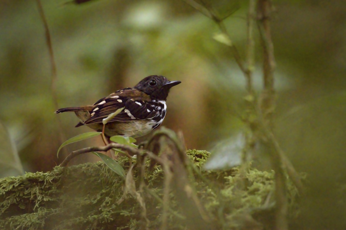 Spot-backed Antbird - Priscilla Diniz