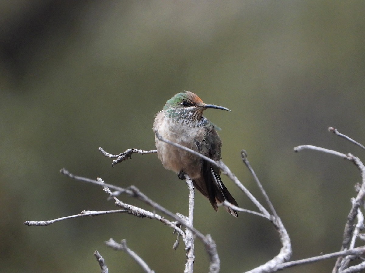 Green-headed Hillstar - ML475333361