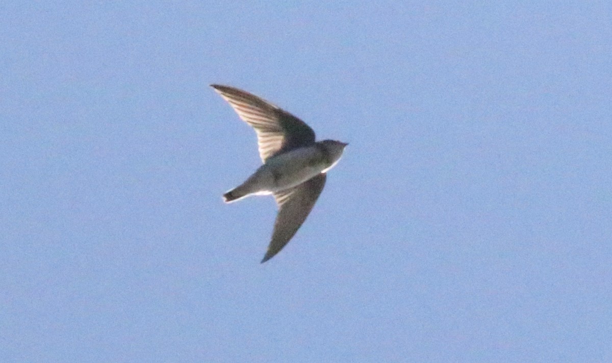 Bank Swallow - ML475334831