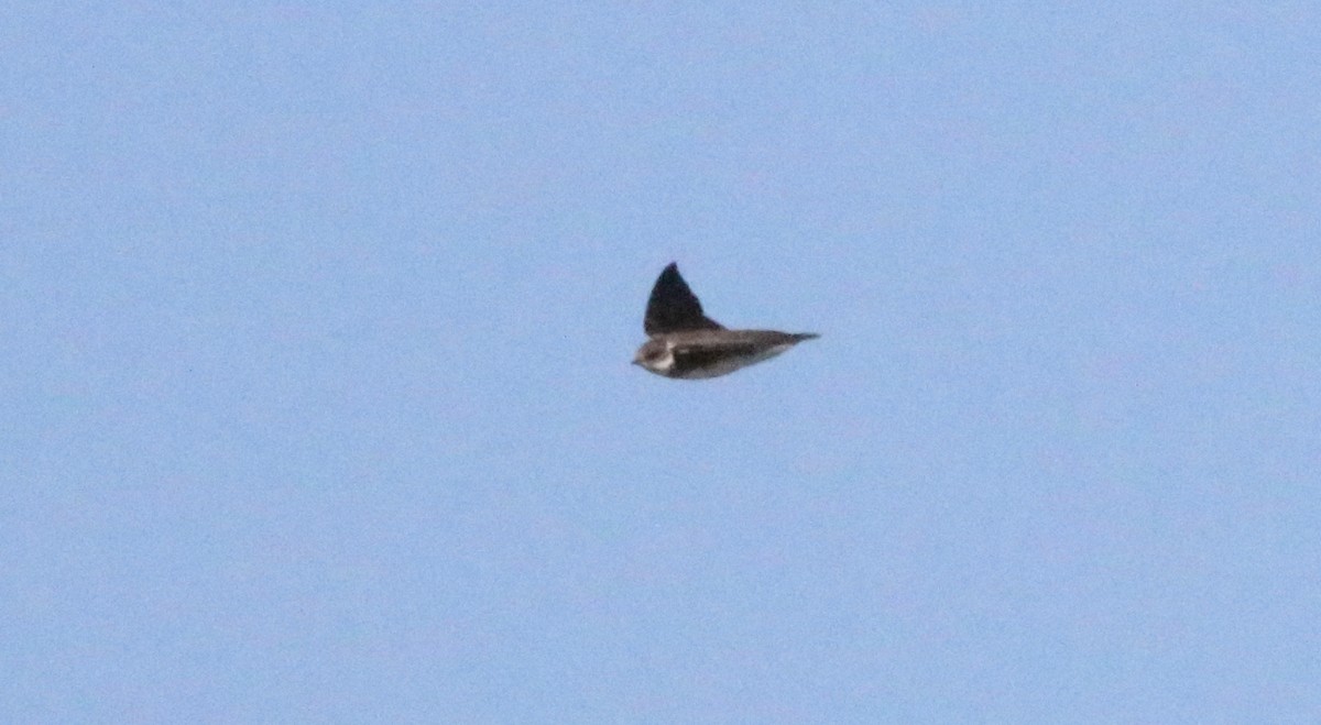 Bank Swallow - ML475334841