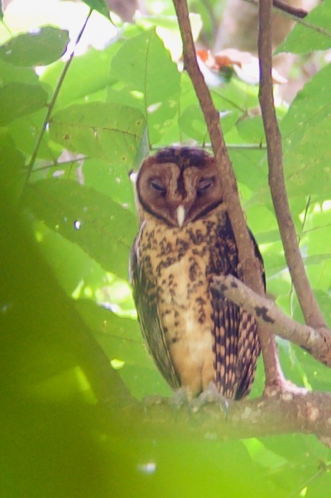 Golden Masked-Owl - ML475336041