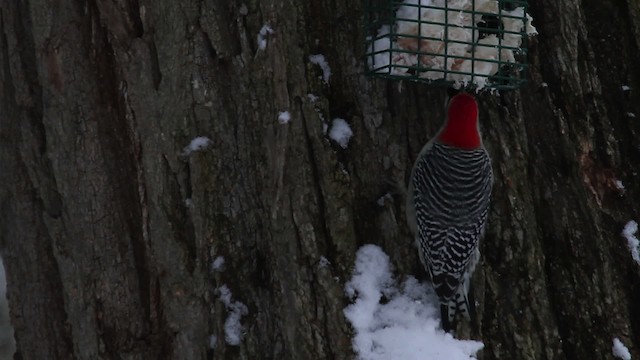 Red-bellied Woodpecker - ML475338