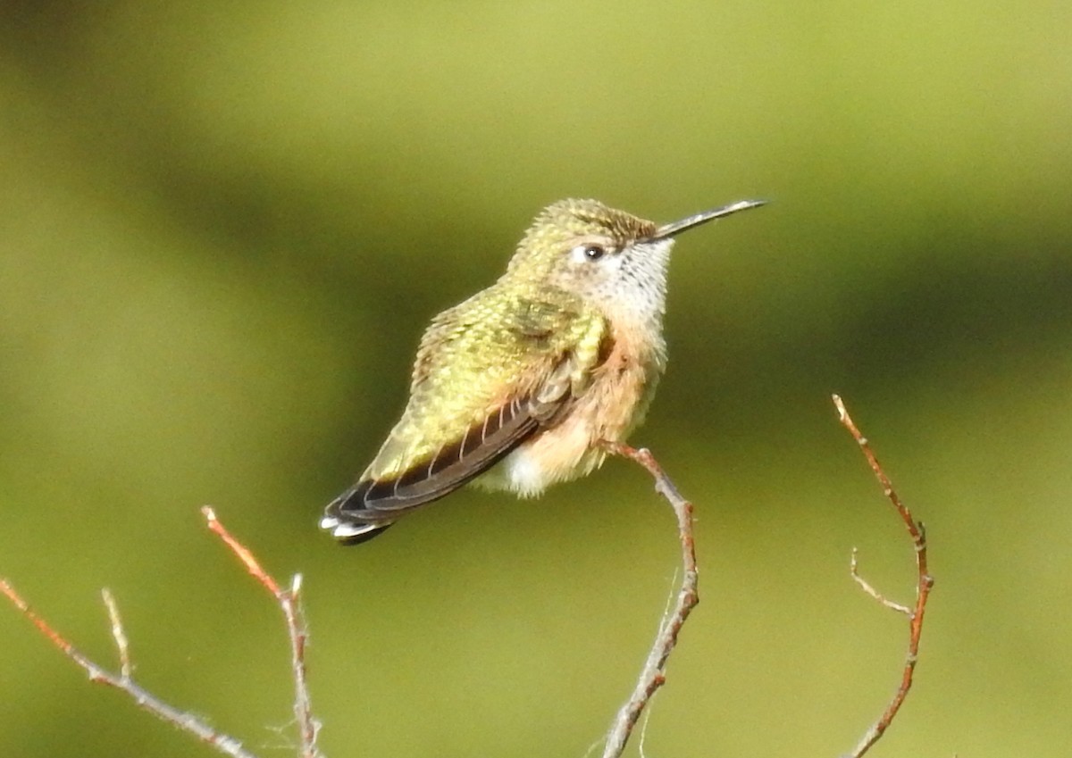 Calliope Hummingbird - ML475339221