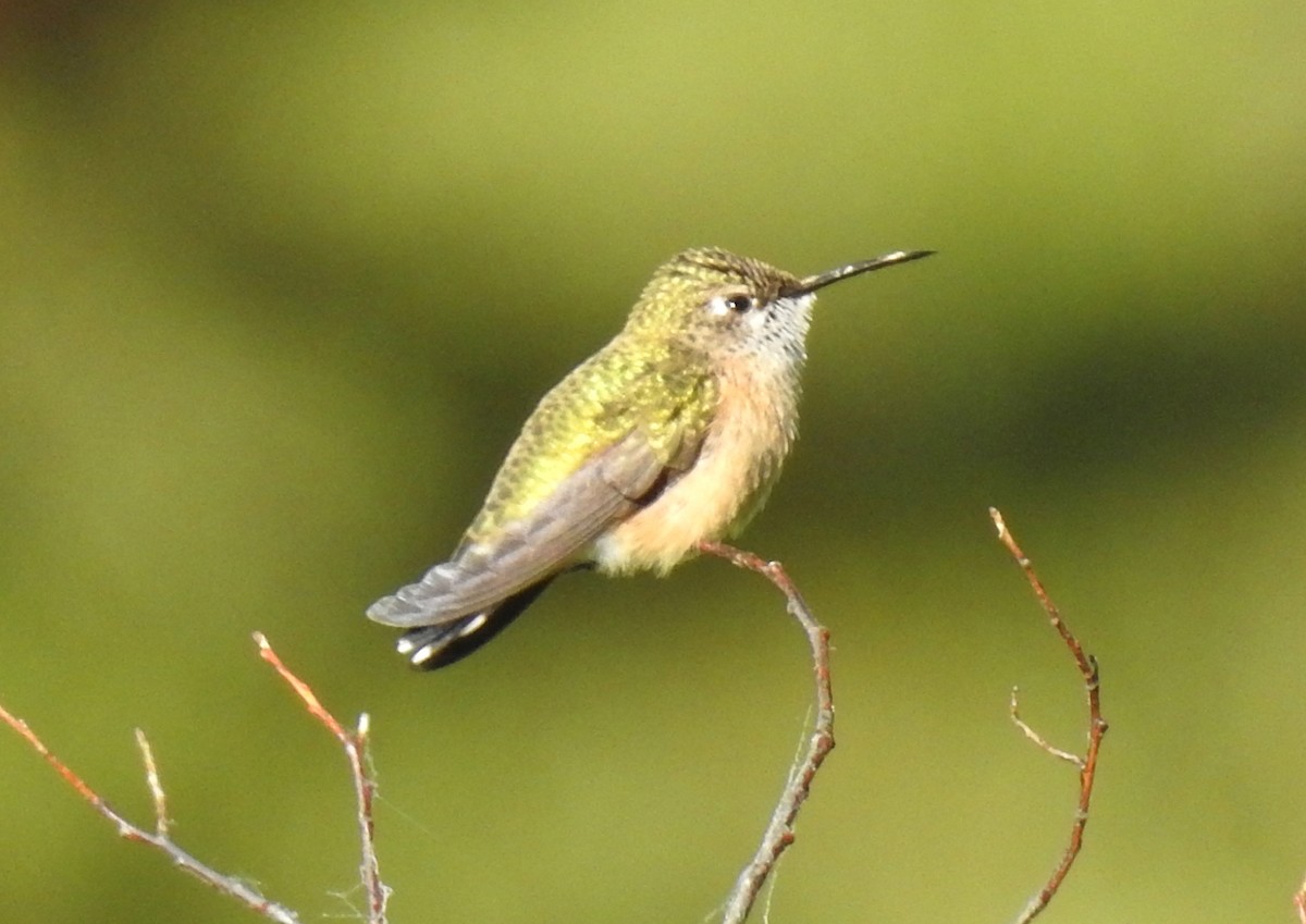 Calliope Hummingbird - ML475339231