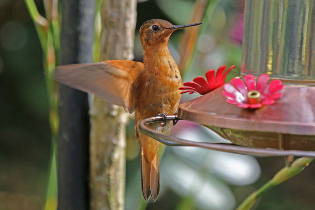 kolibřík duhovohřbetý - ML47533951