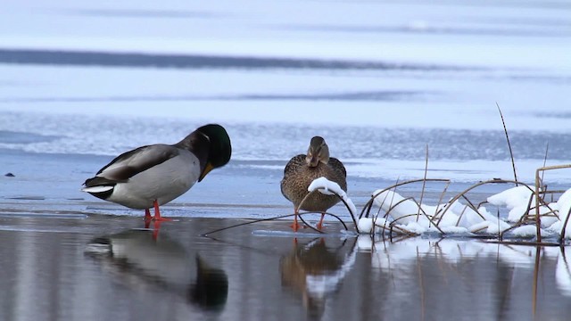 Зэрлэг нугас - ML475342