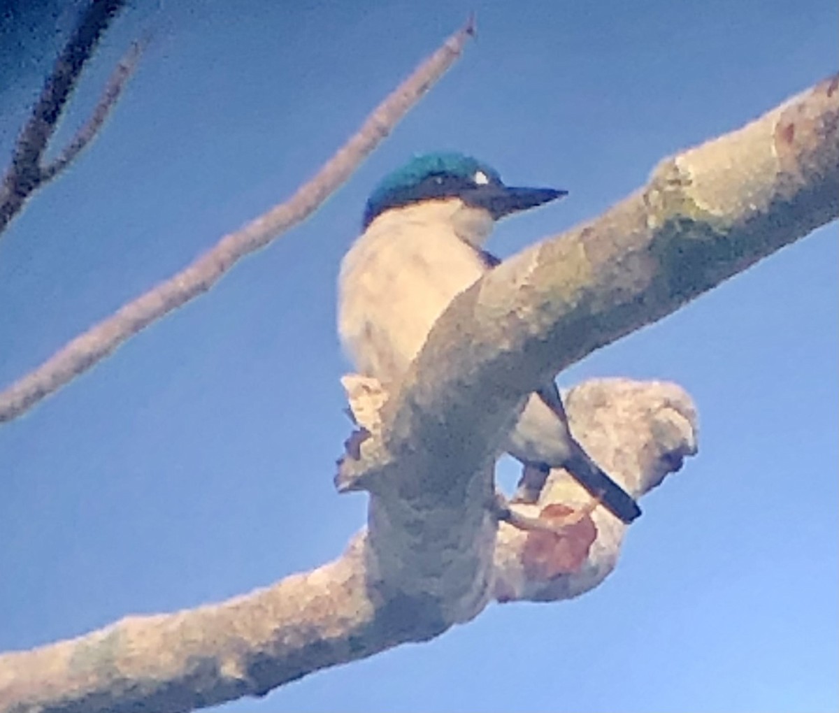 New Britain Kingfisher - ML475342161