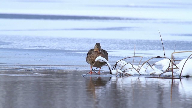 Зэрлэг нугас - ML475343