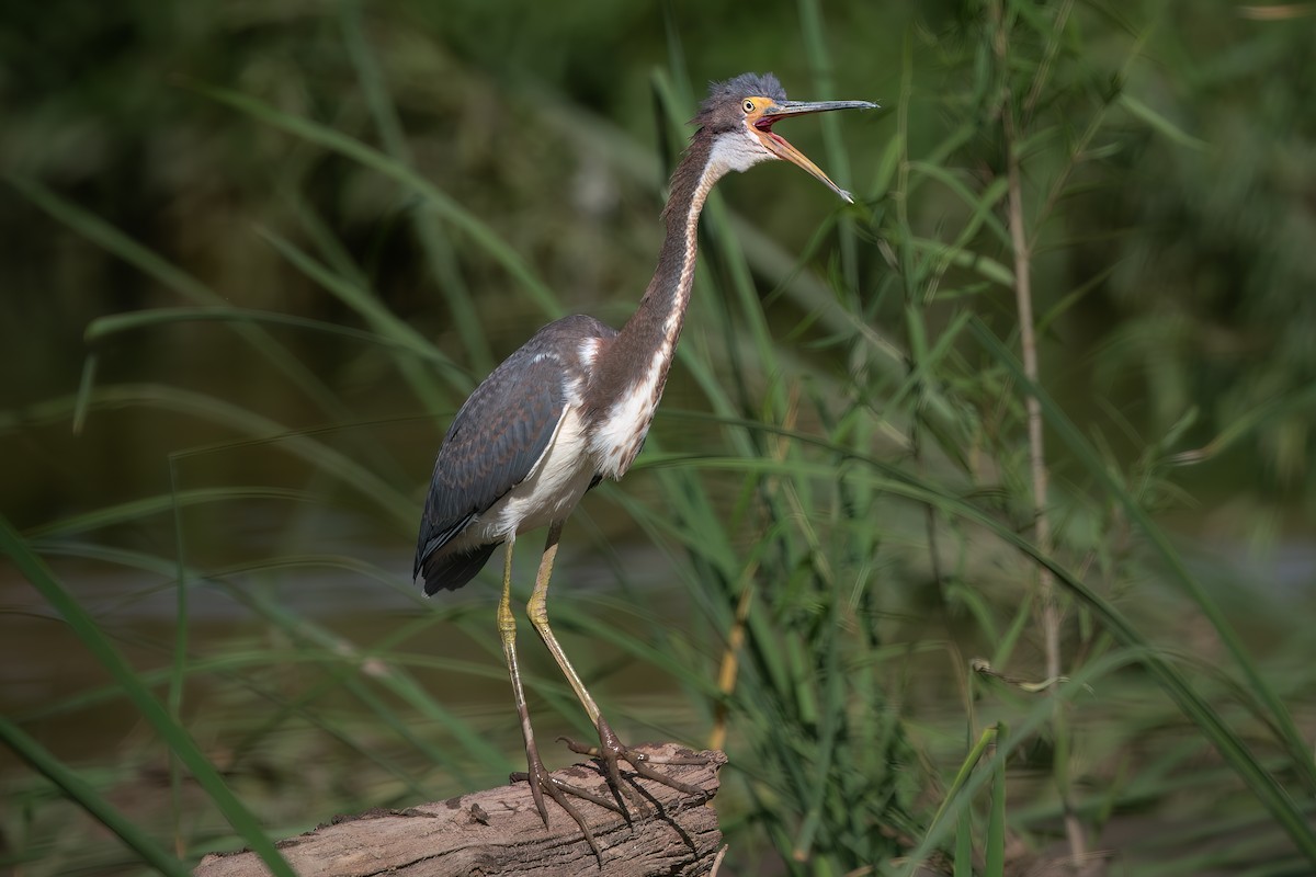Tricolored Heron - Shawn Cooper