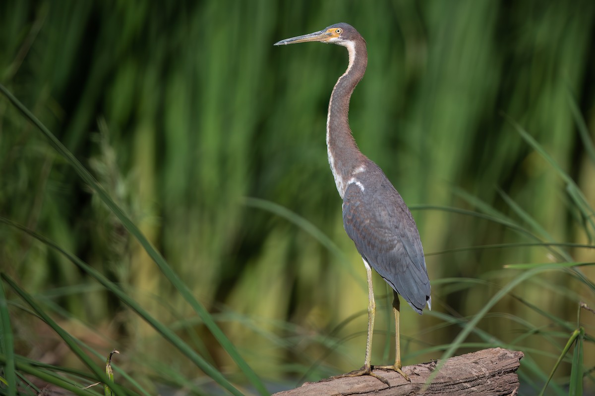 Tricolored Heron - Shawn Cooper