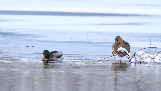 Зэрлэг нугас - ML475344