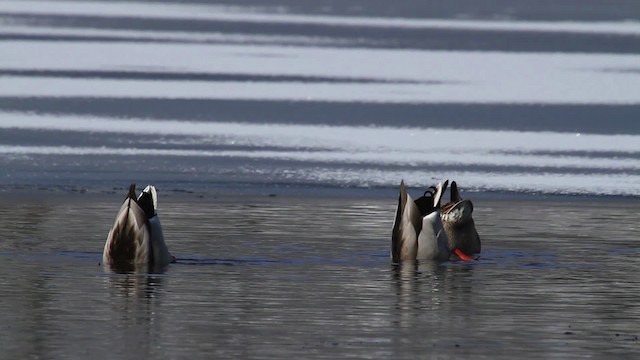 Зэрлэг нугас - ML475345