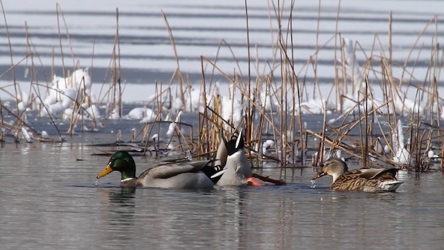 Mallard - ML475346