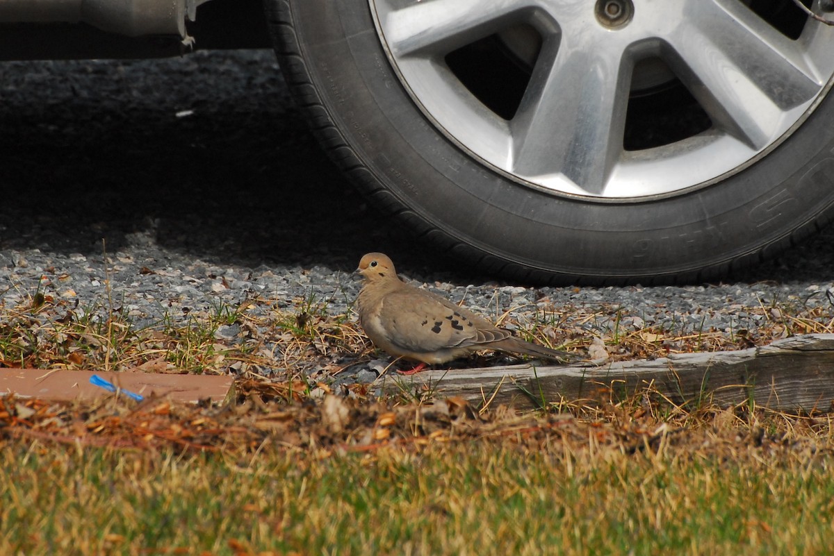 Mourning Dove - ML47534671