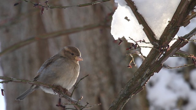 House Sparrow - ML475347