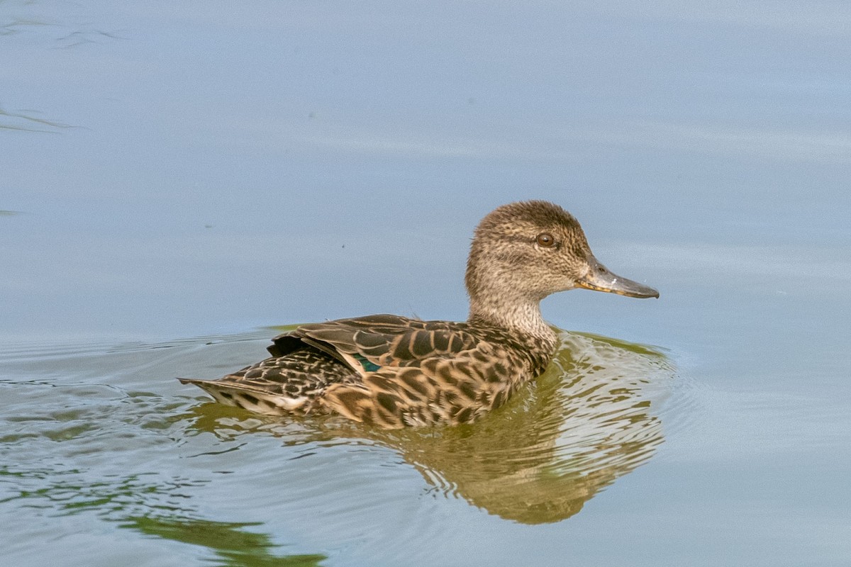 Green-winged Teal - ML475347231