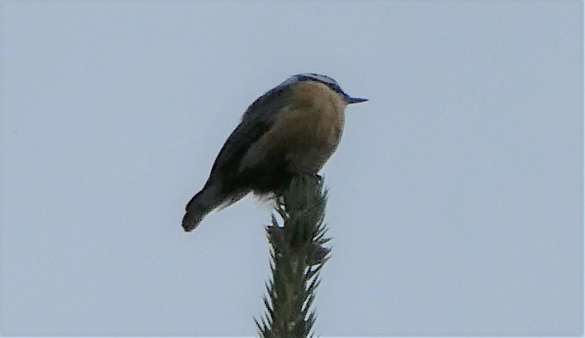 Red-breasted Nuthatch - ML475347871