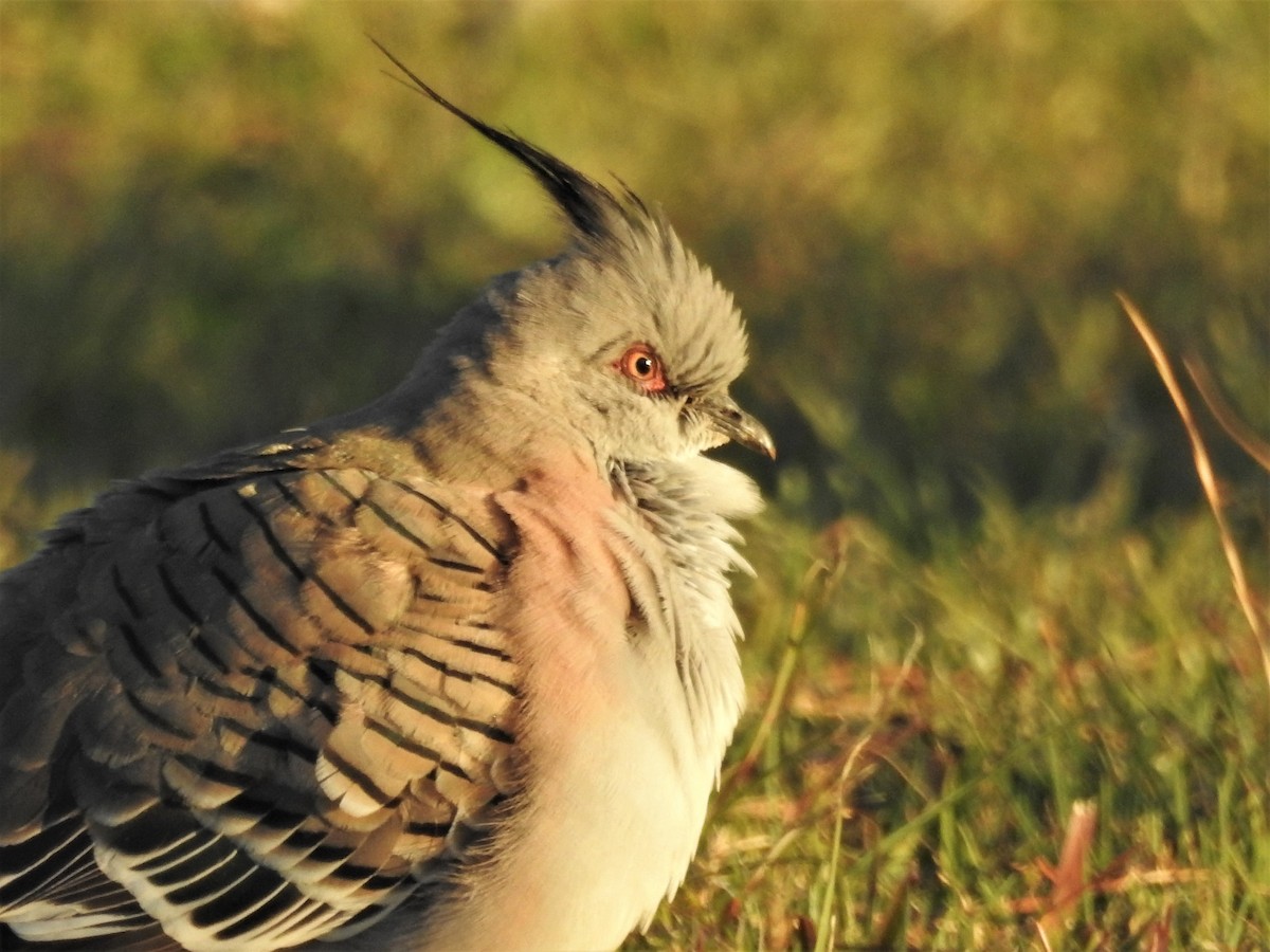 Crested Pigeon - Guy Castley