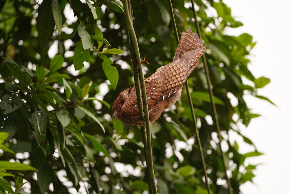 Oilbird - ML475348701