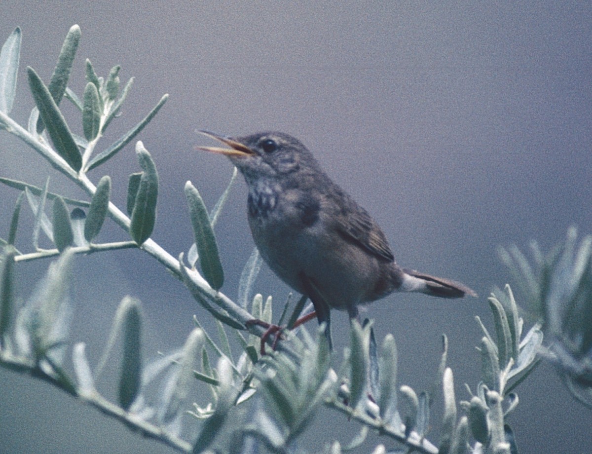 Long-billed Bush Warbler - ML475349091
