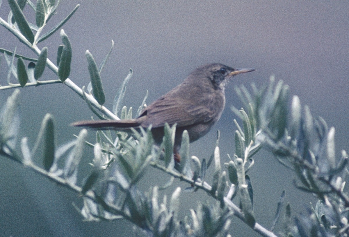 Long-billed Bush Warbler - ML475349101