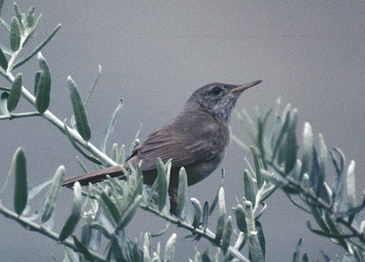 Long-billed Bush Warbler - Southampton Univeristy Ladakh Expedition 1976-82 (Group Account)