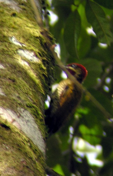 Stripe-cheeked Woodpecker - ML475350581