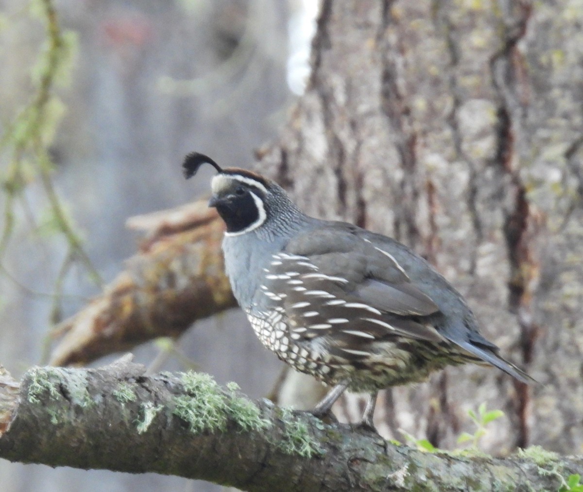 California Quail - ML475354961