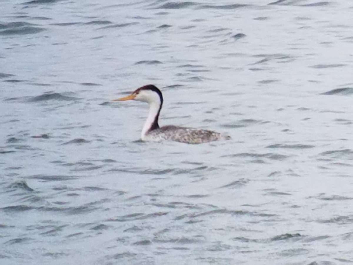 Clark's Grebe - ML47535561