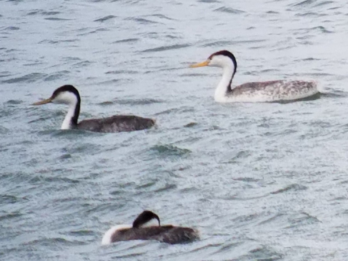 Clark's Grebe - ML47535571