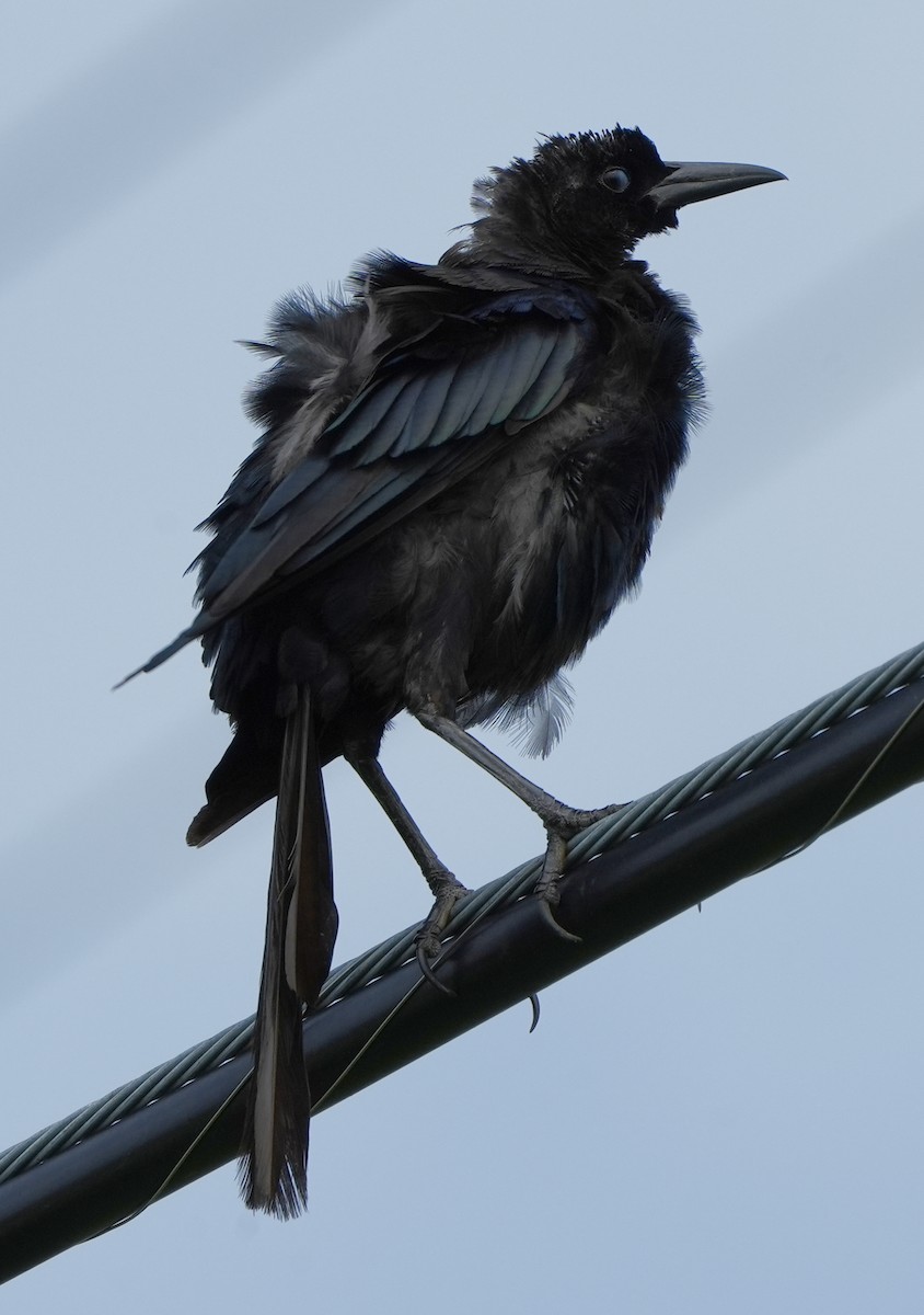 Boat-tailed Grackle - ML475355961
