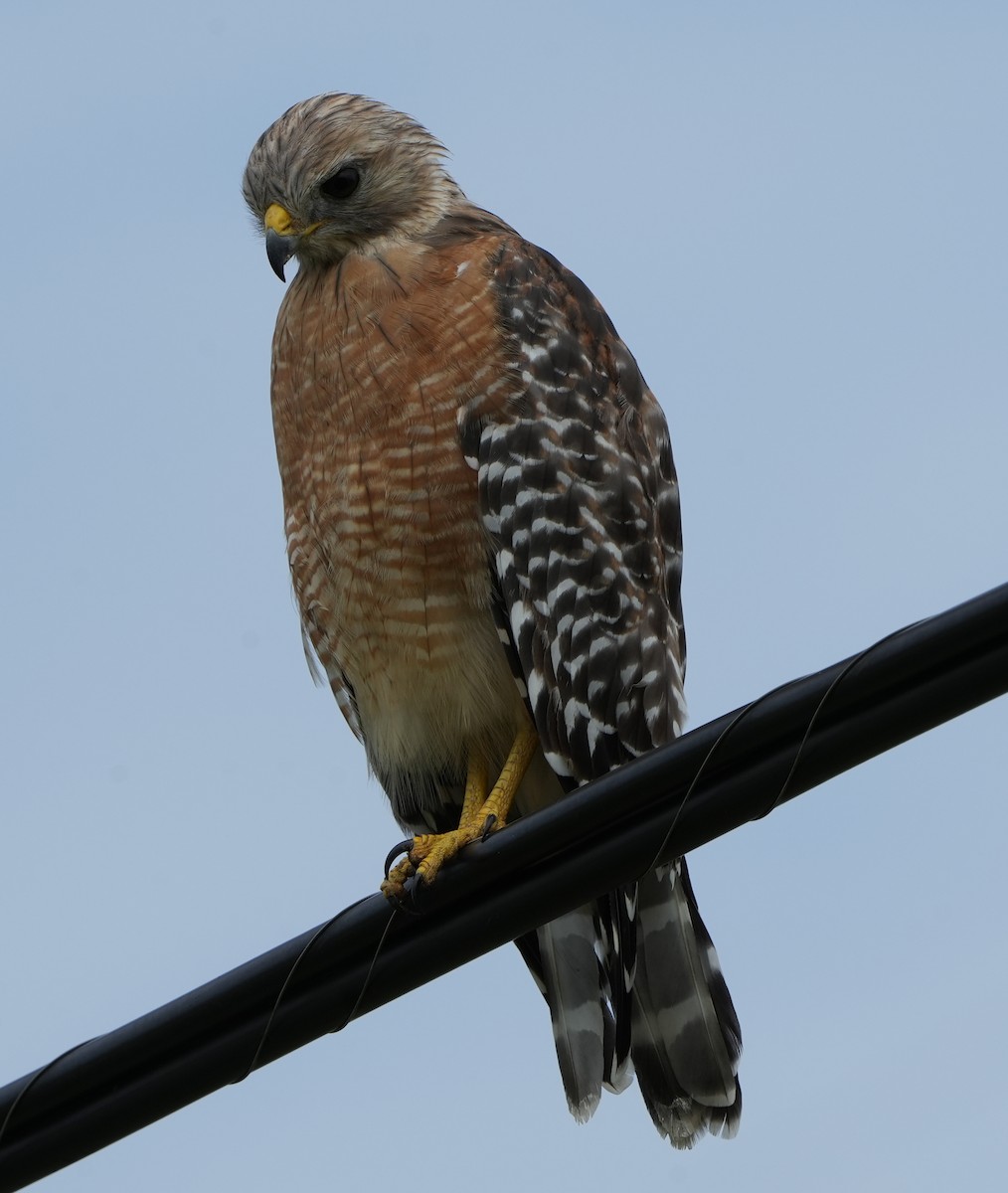 Red-shouldered Hawk - ML475356111