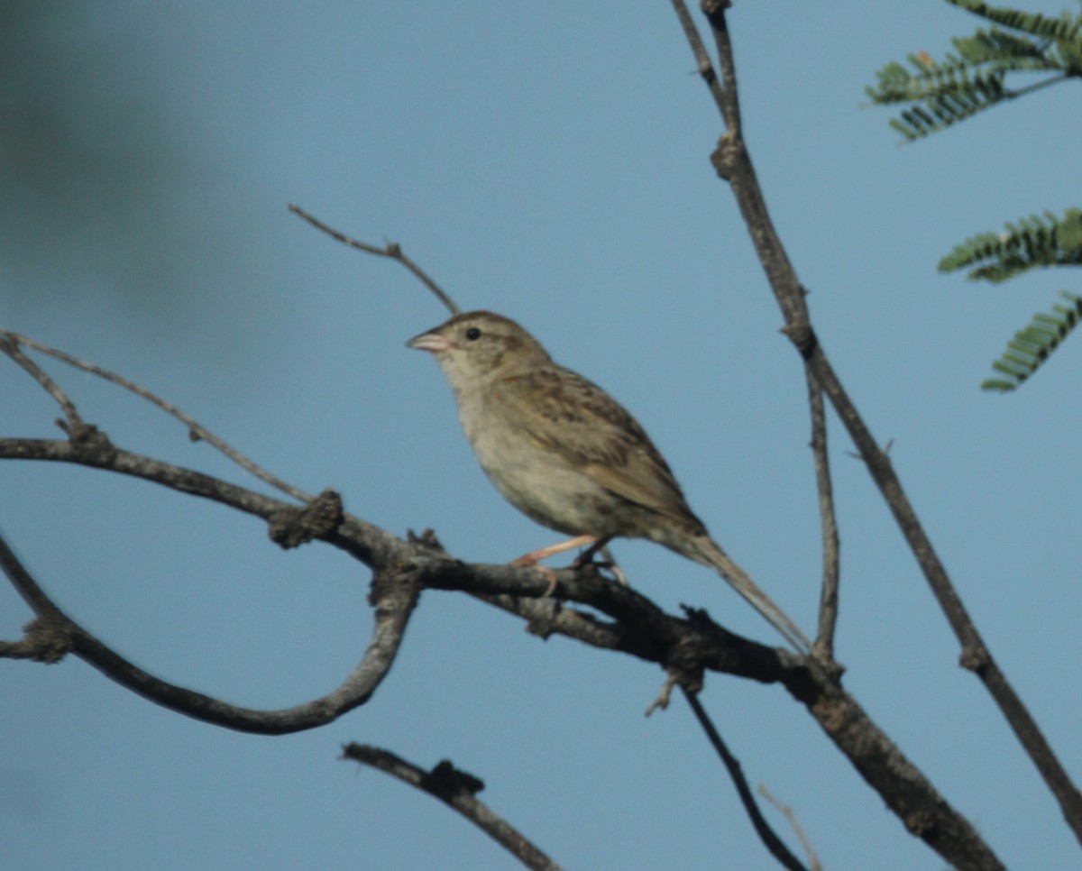 Cassin's Sparrow - ML475357101