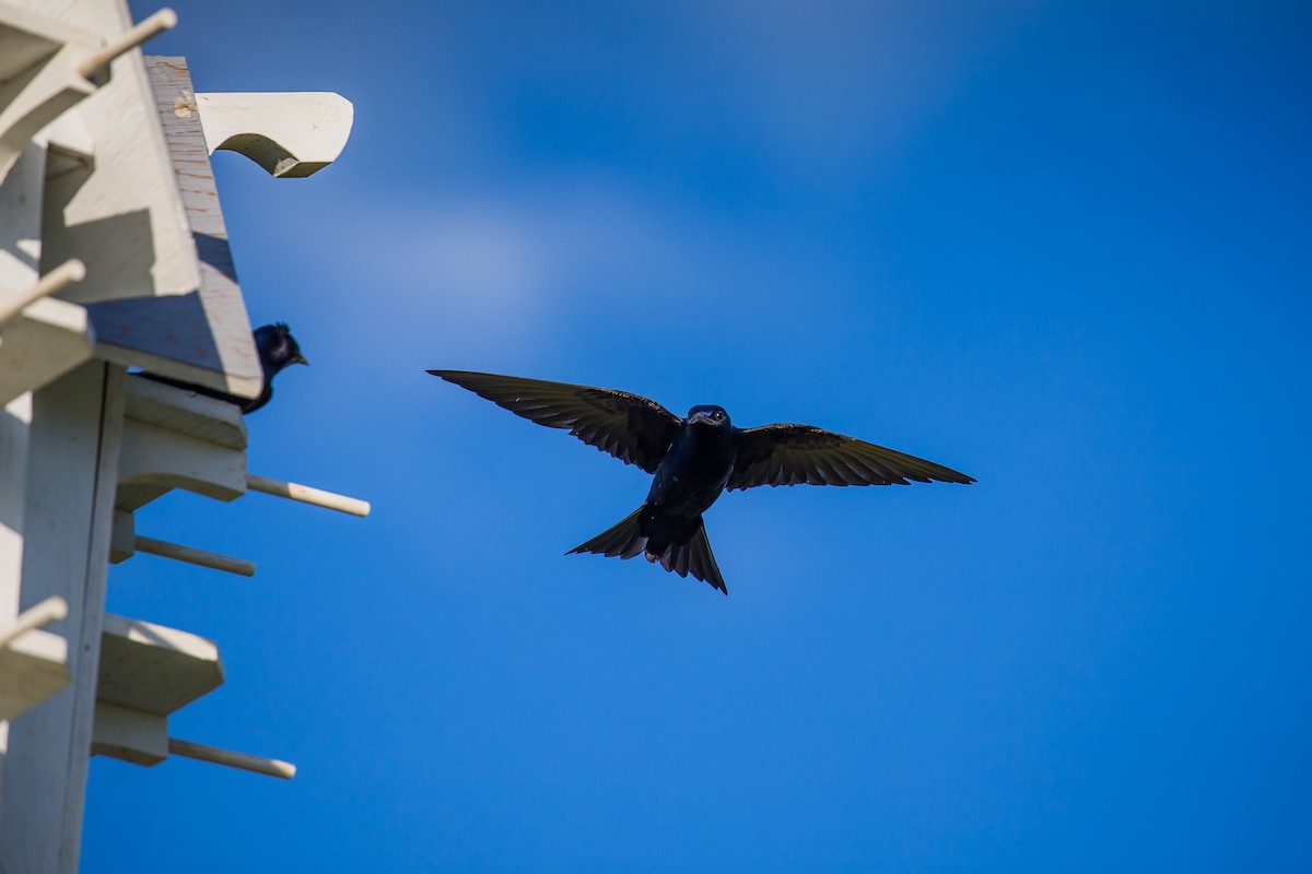 Purple Martin - ML475357111