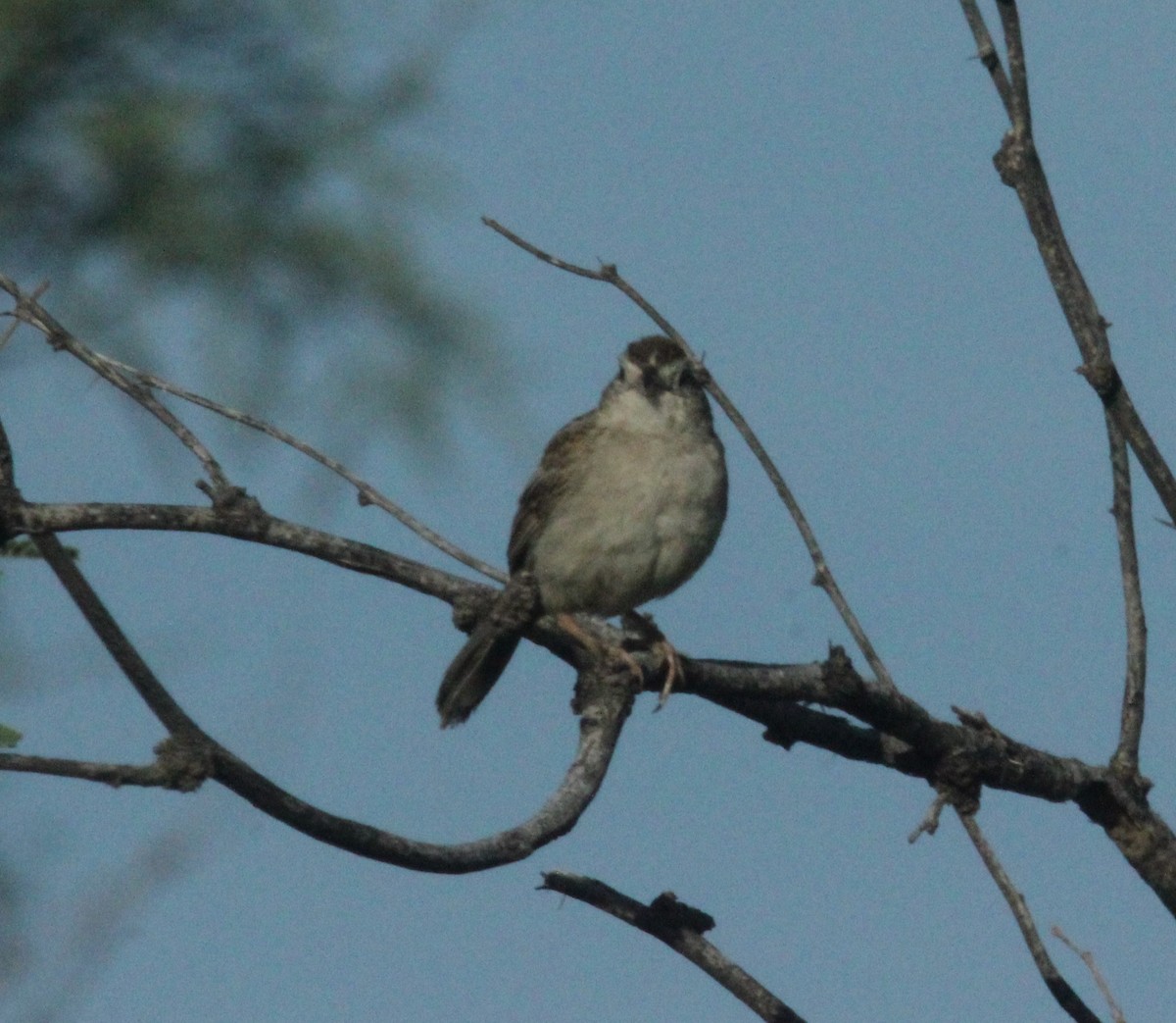 Cassin's Sparrow - ML475357151