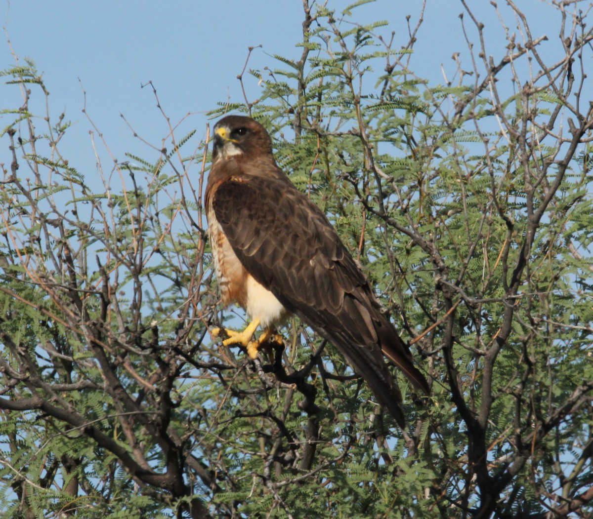 Swainson's Hawk - ML475357201