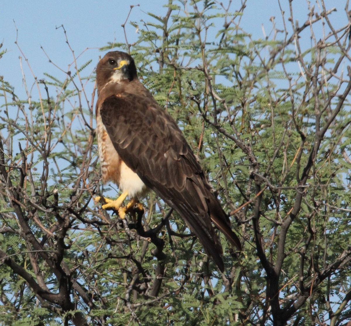 Swainson's Hawk - ML475357221