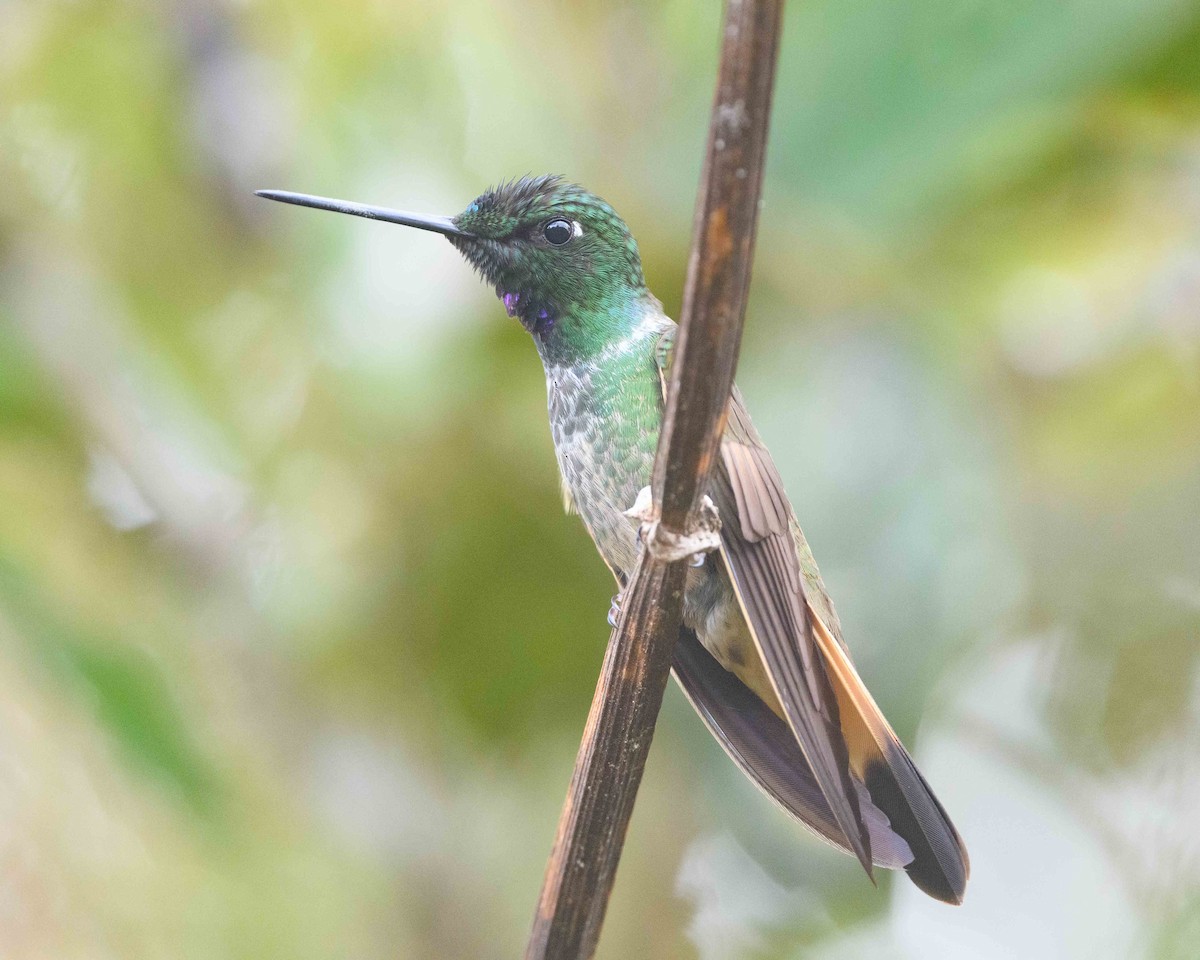 Violet-throated Starfrontlet (Huanuco) - ML475358551