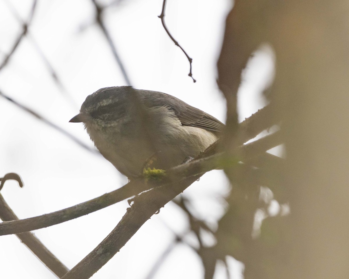 Hemispingo Cejudo (leucogastrus/insignis) - ML475359071