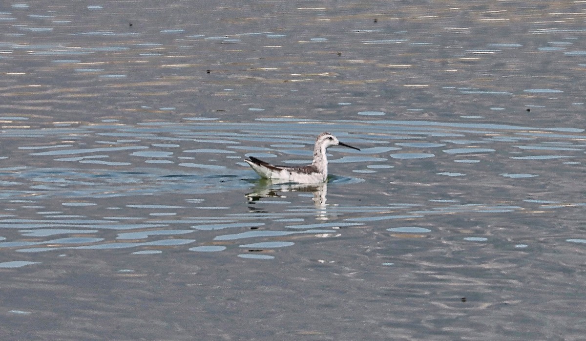 Falaropo Tricolor - ML475363361