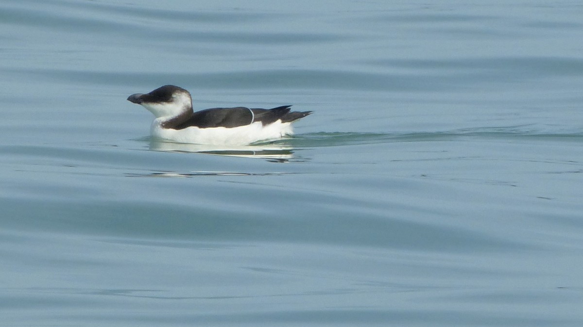 Razorbill - Jeff Bouton