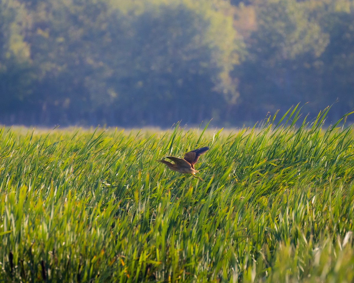 American Bittern - ML475363721