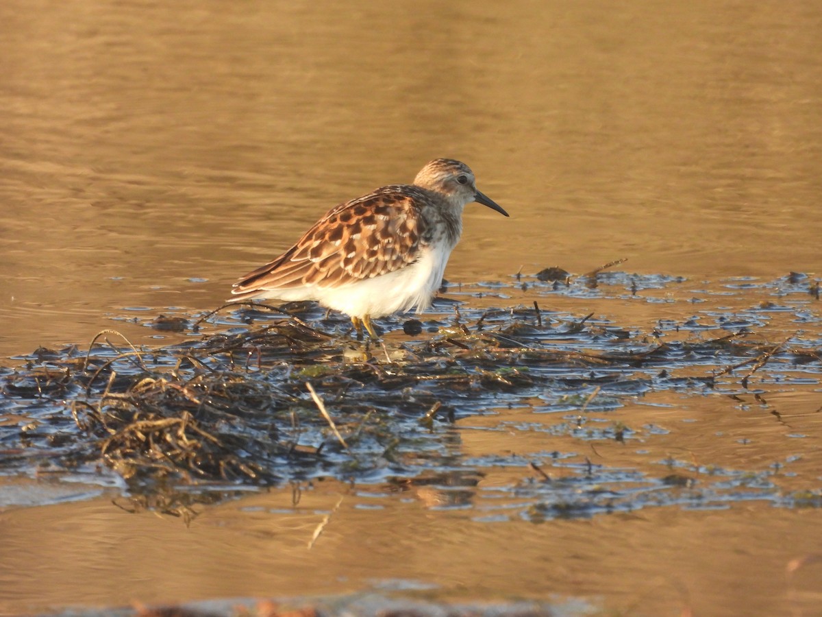 pygmésnipe - ML475363921